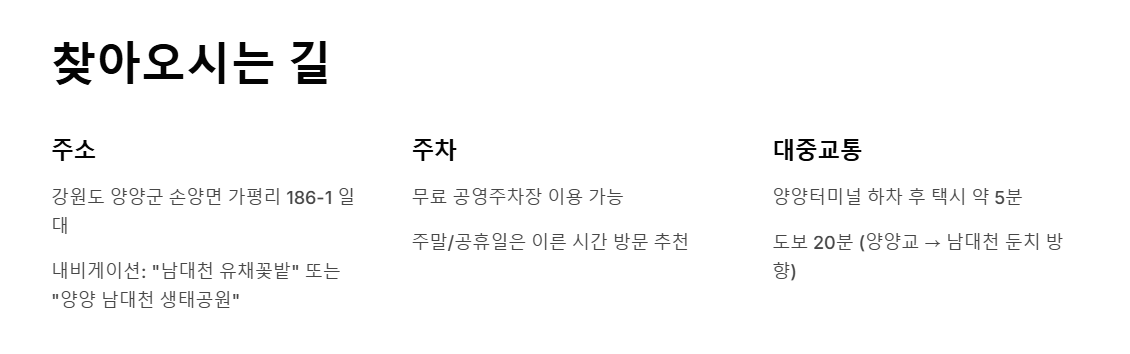 양양 남대천 유채꽃밭