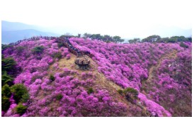 고려산 진달래 축제