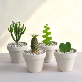 미니 선인장 키우기 물주기 통풍관리 창가배치 귀여운 관리법_38