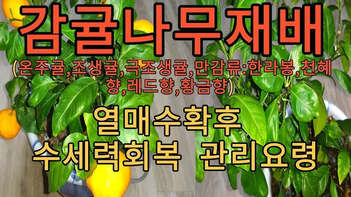 황금향 재배 개화기 관리 수분 수정 과실 비대_4