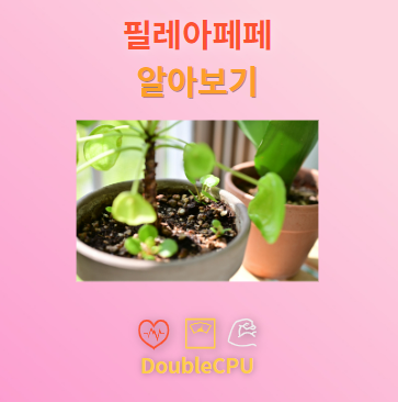 필레아페페 꽃말 및 탐구