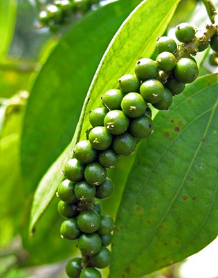 익지않은 후추 열매 사진