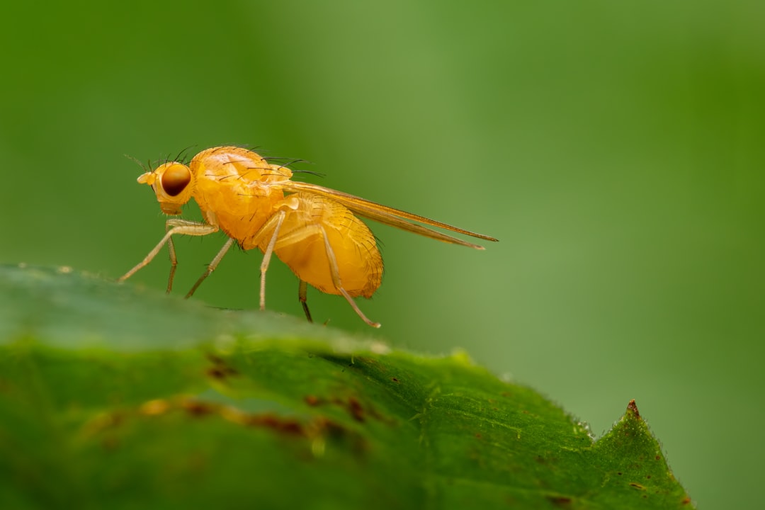 Malaria