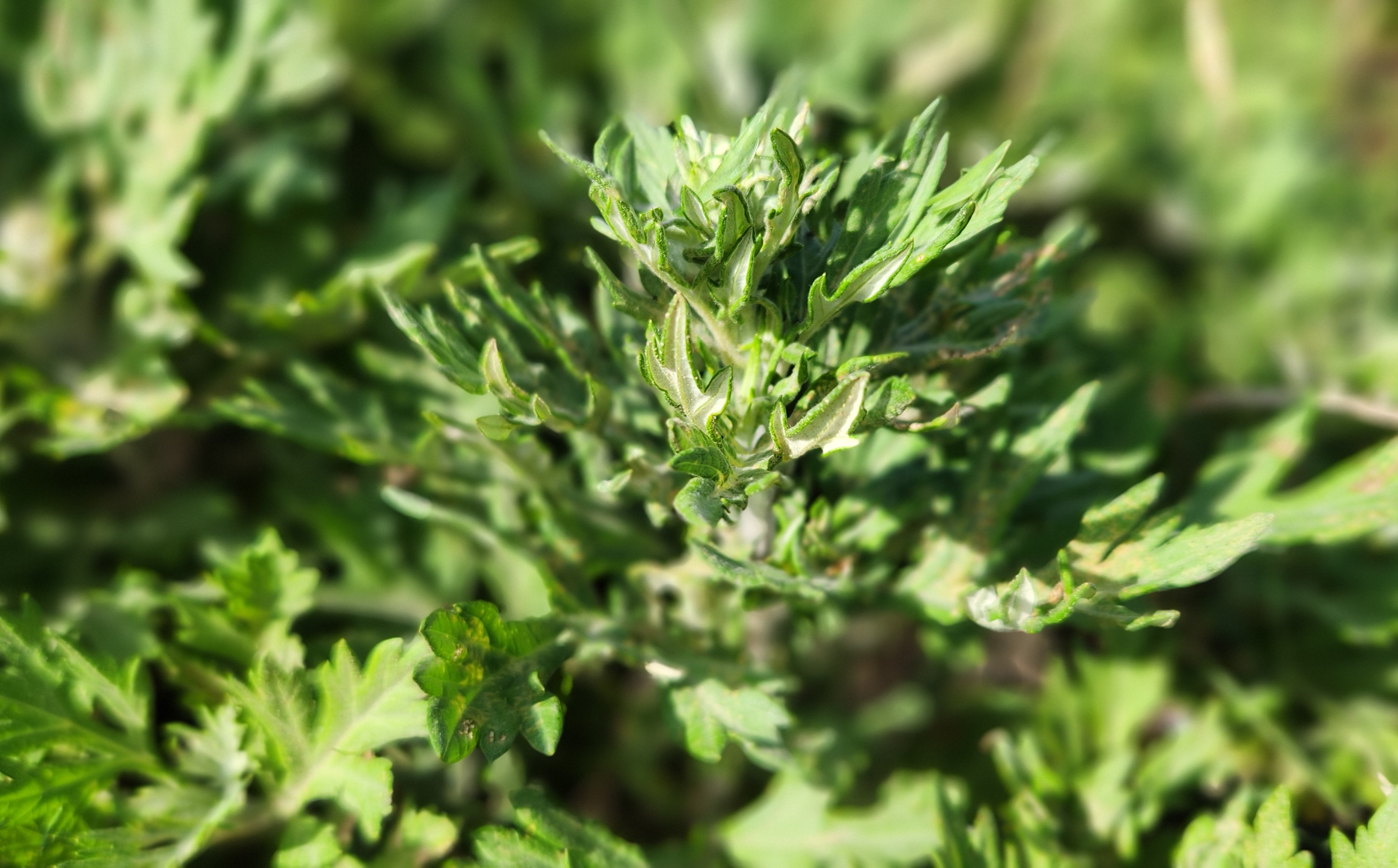 산과 들에서 자라는 신선한 봄쑥