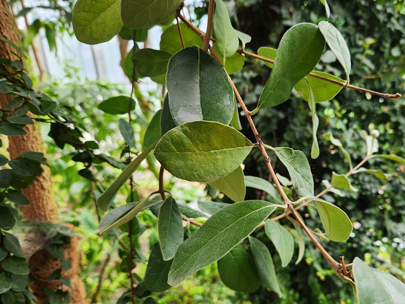 페이조아(파인애플구아바) Feijoa