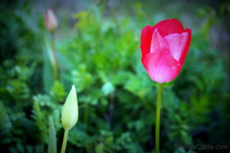 신안군-임자도-섬-튤립축제