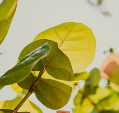 비타민d 부족증상 하루 권장량 많은 음식 효능