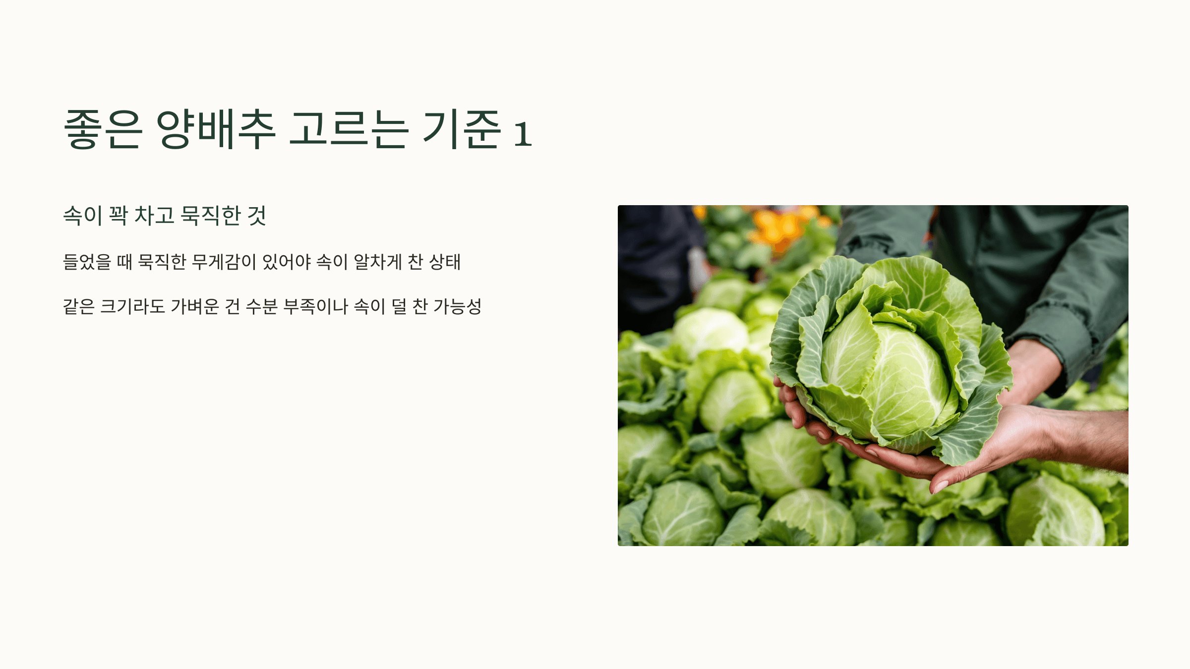 양배추 사진입니다.