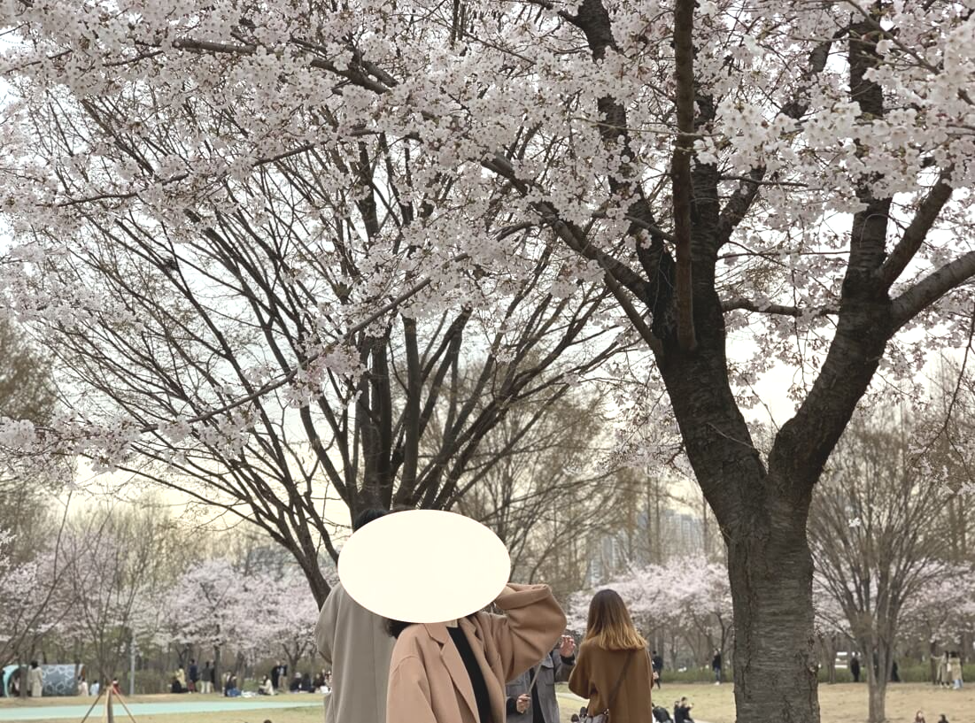 석촌호수 벚꽃 
