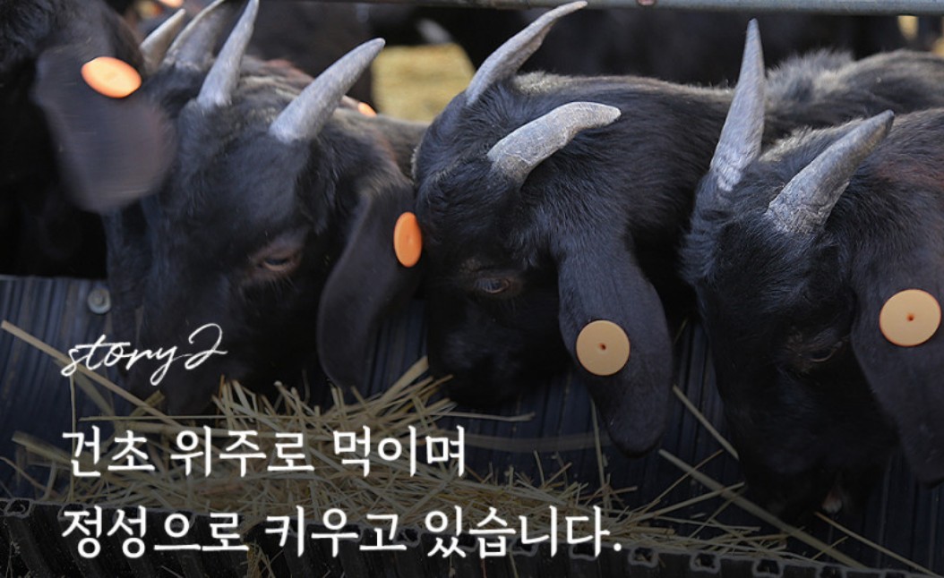 건초를-먹고-있는-흑염소-사진입니다.