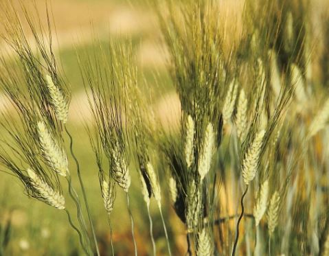 카무트-효소-선택법