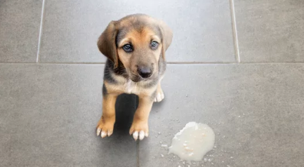 dog vomiting/출처:어도비스톡