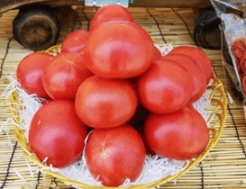 제23회 퇴촌토마토거리축제 일정&amp;#44; 프로그램&amp;#44; 꿀팁