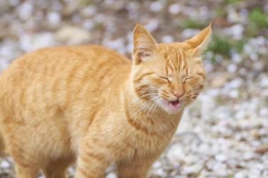 갈색 호랑이의 재채기.