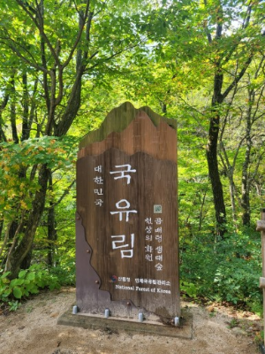 곰배령국유림