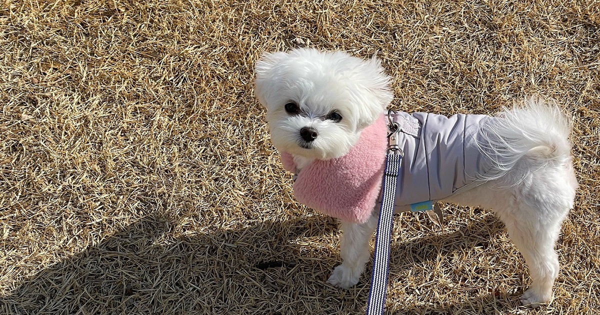 꽃가루-알레르기를-앓고-있는-강아지가-산책하는-모습