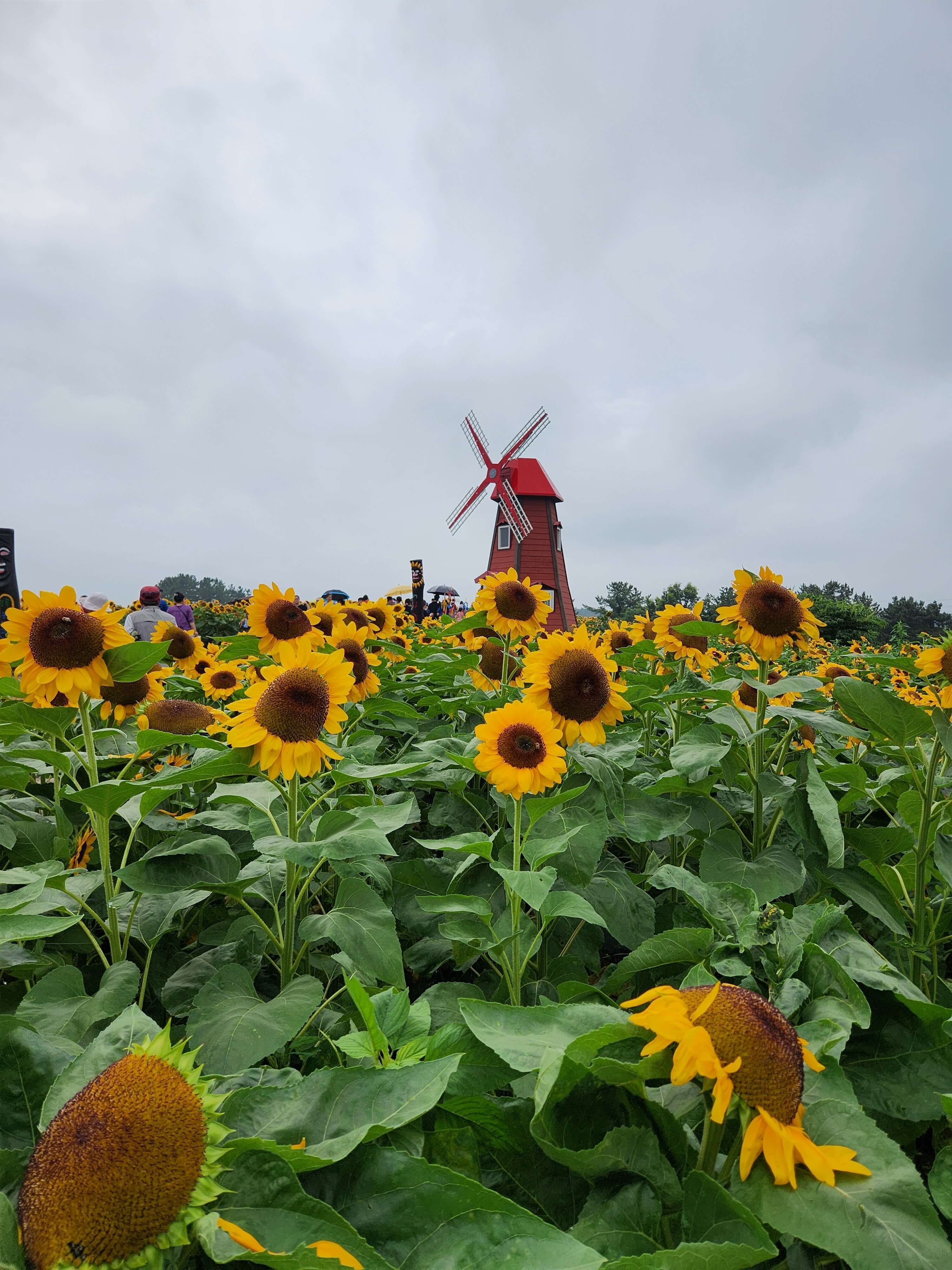 강주해바라기축제