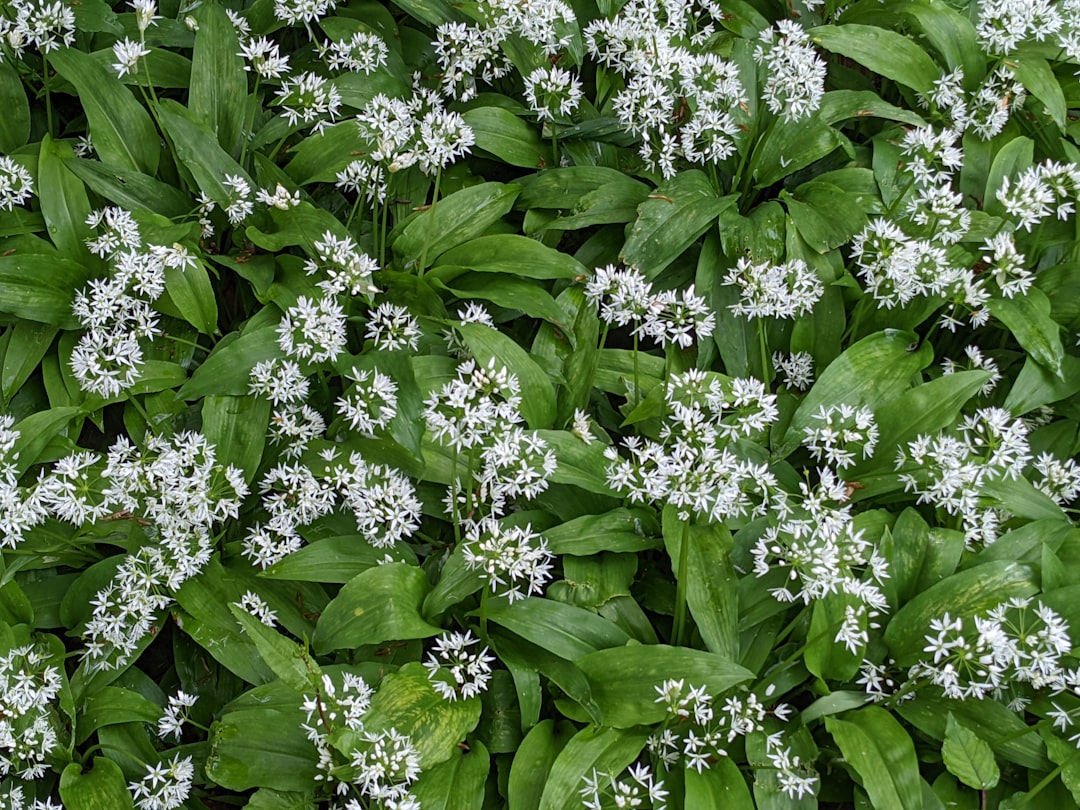 Ramsons