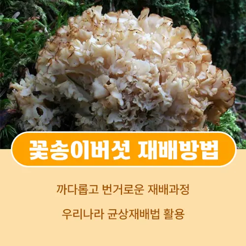 꽃송이버섯 재배방법
