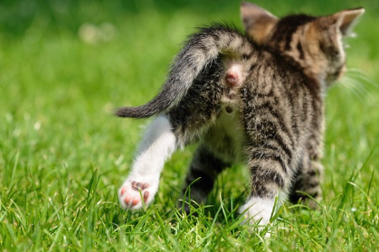 풀숲을 달리는 새끼 고양이의 엉덩이.