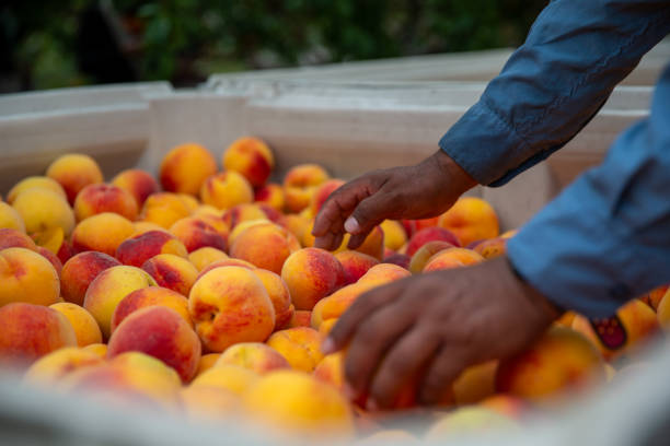 잘 익은 황도복숭아를 권장하는 사진