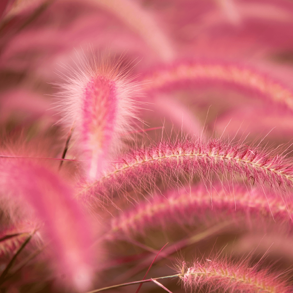 핑크뮬리 (Pink Muhly) 핑크뮬리 절정 시기 (Pink Muhly peak season) 핑크뮬리 명소 (Pink Muhly spots) 핑크뮬리 사진 촬영 팁 (Pink Muhly photography tips) 가을 꽃 (autumn flowers)