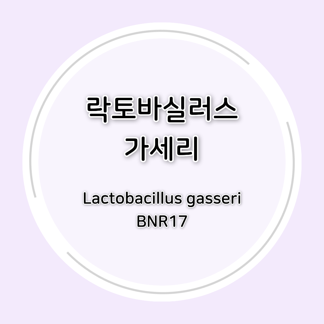 락토바실러스 가세리(Lactobacillus gasseri BNR17) 효능 총정리