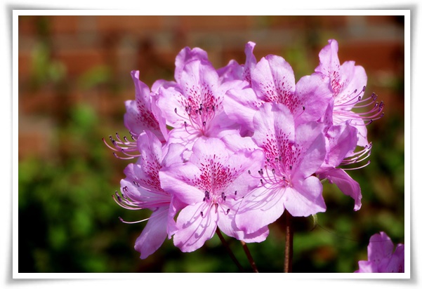 "진달래꽃" 나보기가 역겨워 가실 때에는 ... 봄을 알리는 분홍빛 향연!