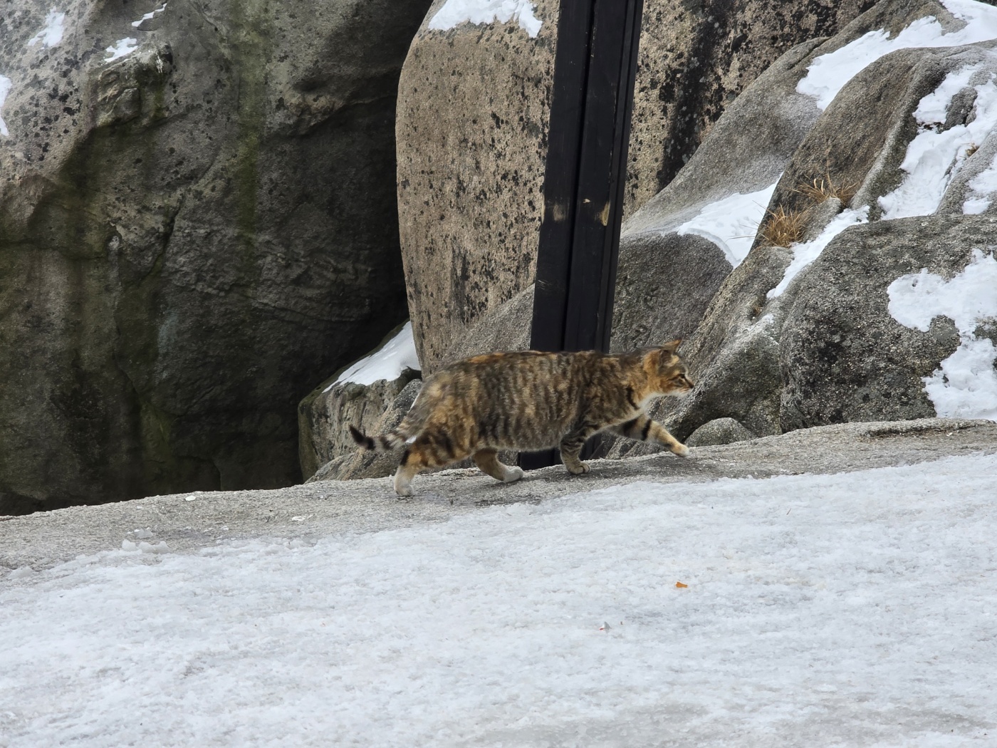 유명한 북한산고양이
