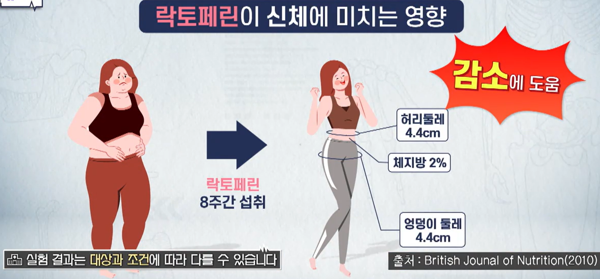 락토페린 효능