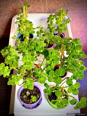 장미 재배 전정 시기 병해 예방 풍성한 개화_17