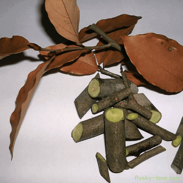 감태나무 잎, 잔가지