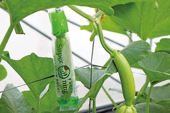 애호박 재배 꽃 관리 수분 받기 토양 배수 개선_2