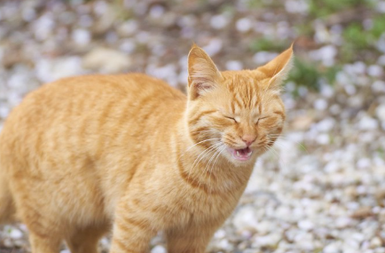 재채기하는 고양이.