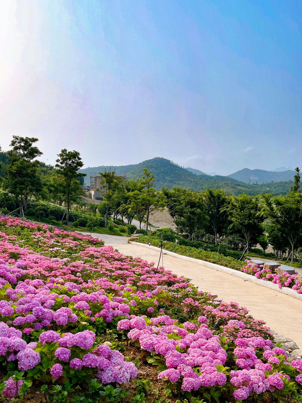 도초도 수국축제