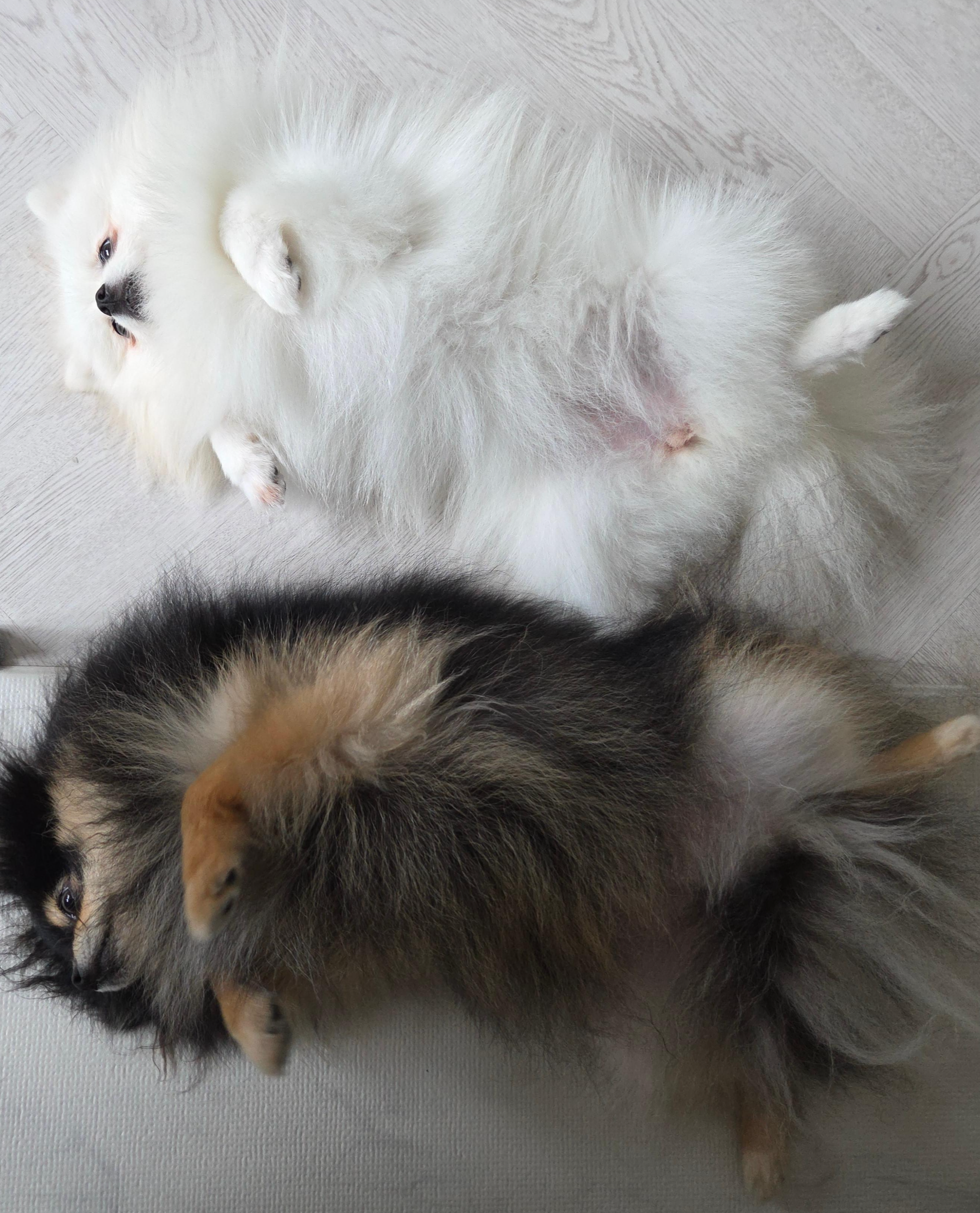 집이 편안한 하콩&amp;달콩