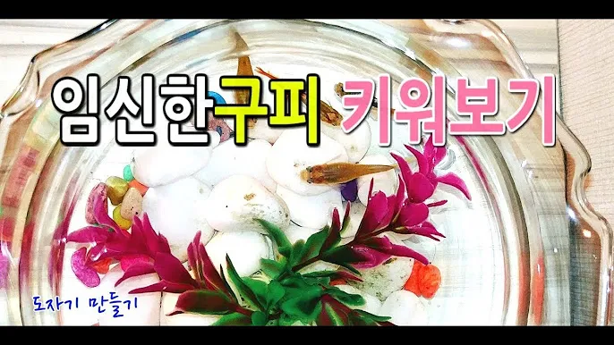 구피 키우기와 건강하게 번식시키는 팁_1