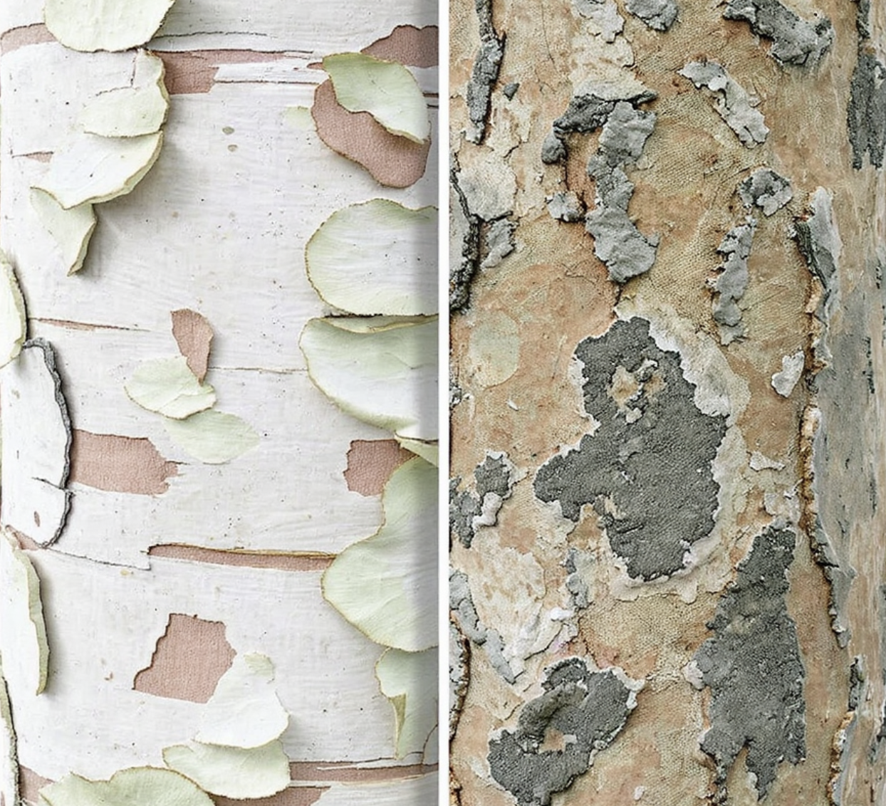 두 번째 단서&amp;#44; 나무껍질(수피)의 질감