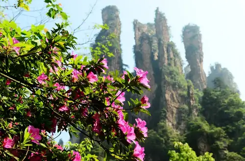 유채꽃과-삼림이-어우러진-무릉원-풍경구