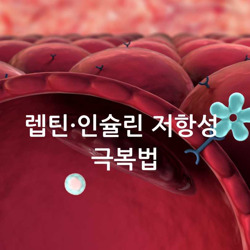 렙틴 저항성과 인슐린 저항성 차이점