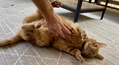 배를 쓰다듬고 있는 고양이