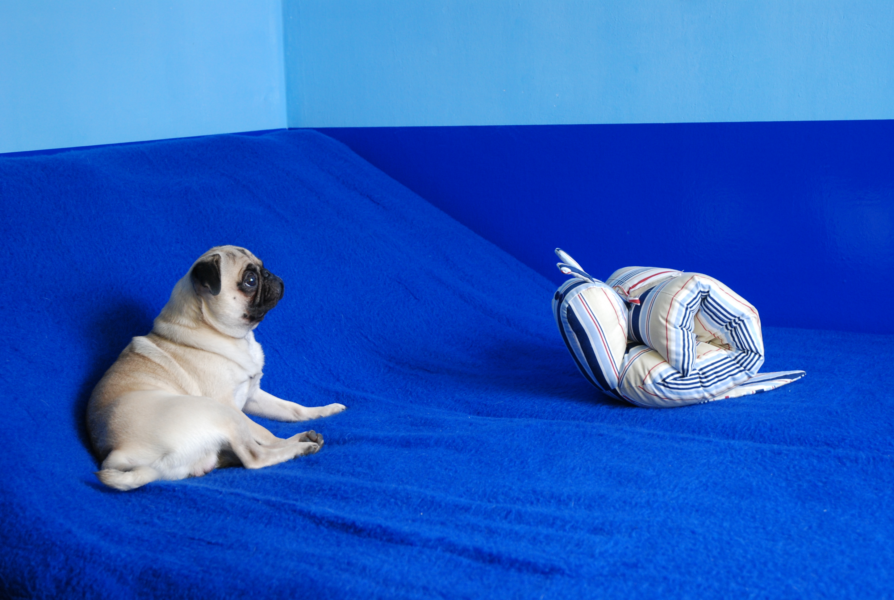 강아지 실내 놀이터 관련 사진