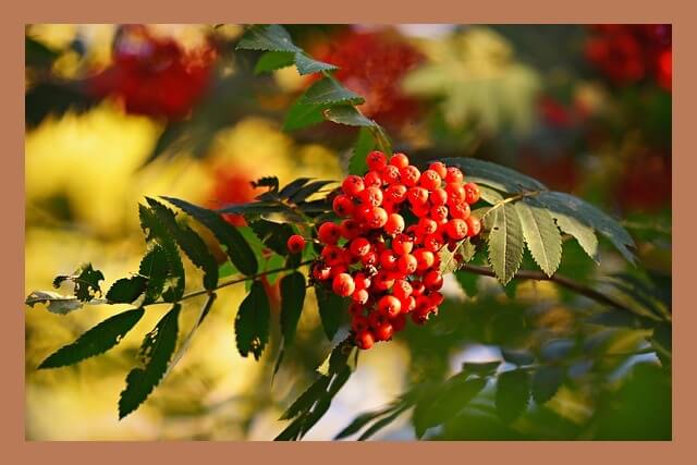 가지-위-마가목-열매