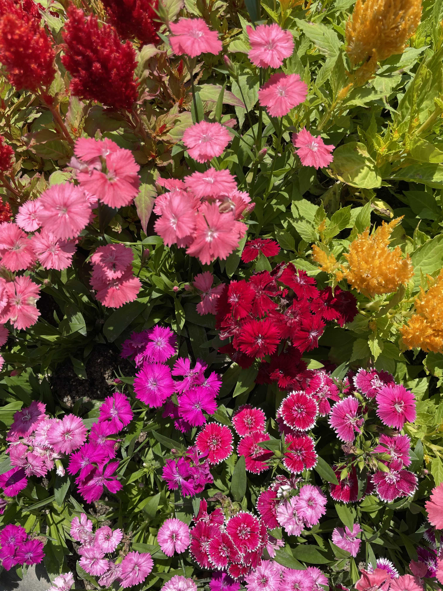 양재(매헌)시민의 숲 나들이 꽃꾸미기