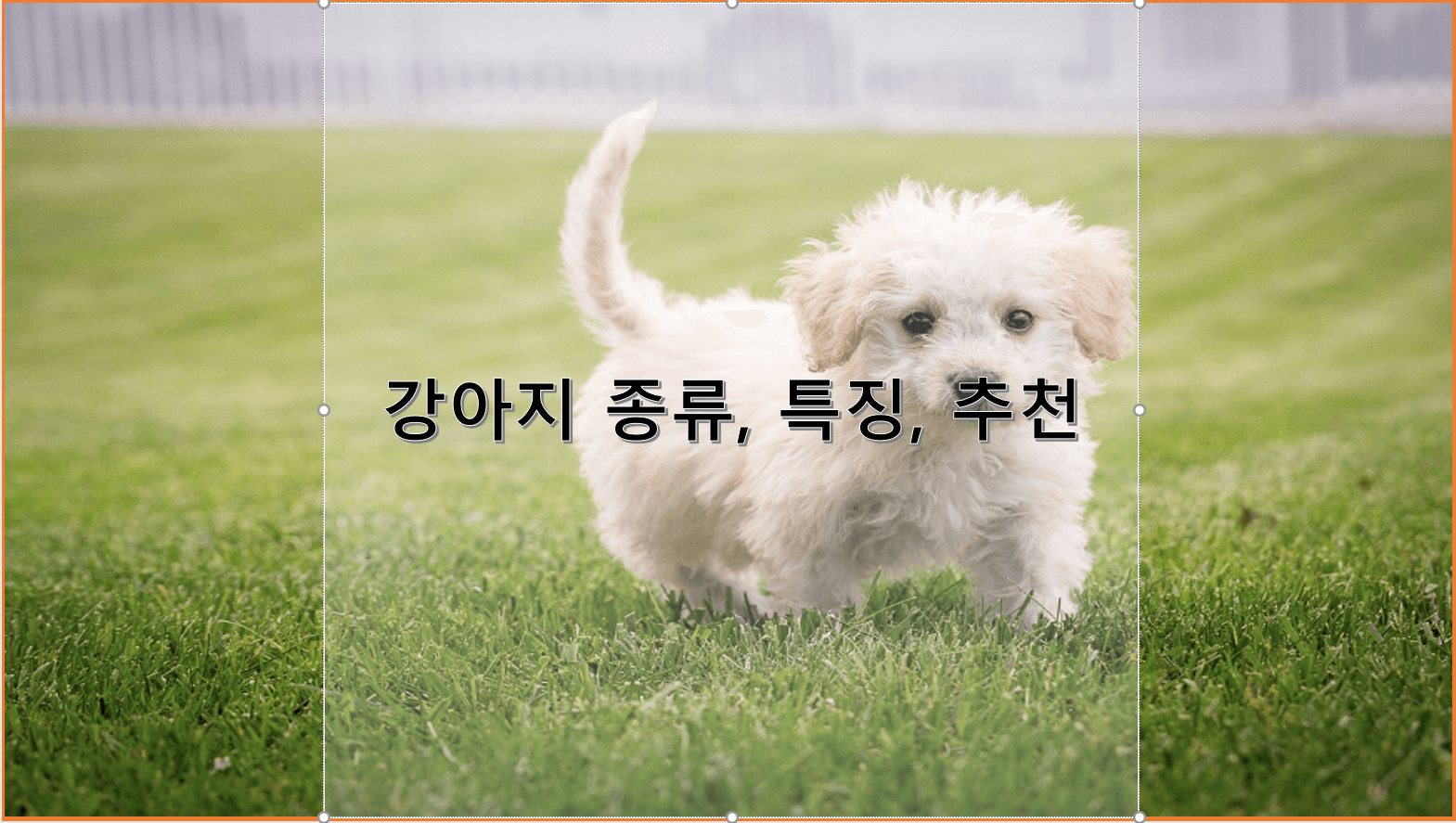 강아지 종류, 특징, 추천