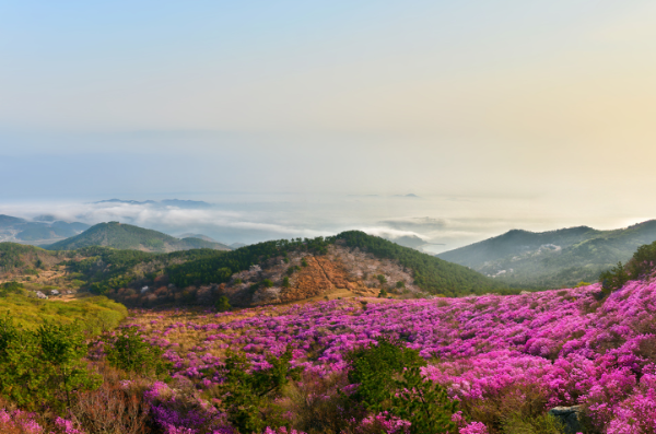 대금산진달래