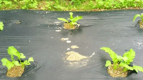 가을-김장무-재배-솎음작업-솎아주기