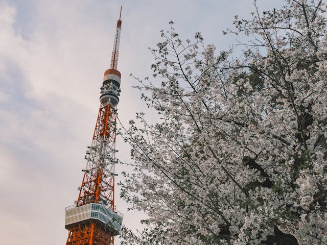 일본 벚꽃 여행 필수 준비물 이심 하나미 에티켓