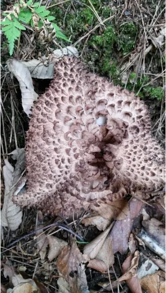 능이버섯 채취시기 산행 정보를 정리_16