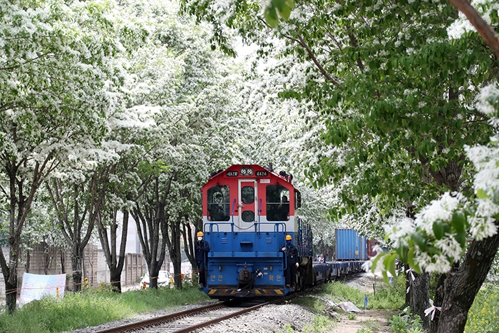 전주 팔복동 이팝나무와 화물열차